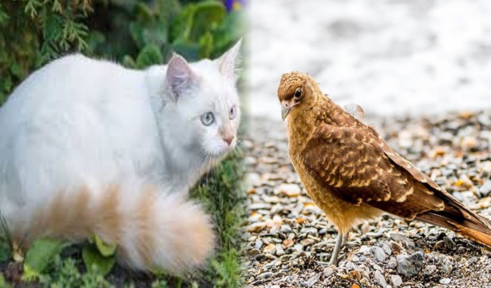 El Gato y el Chimango
