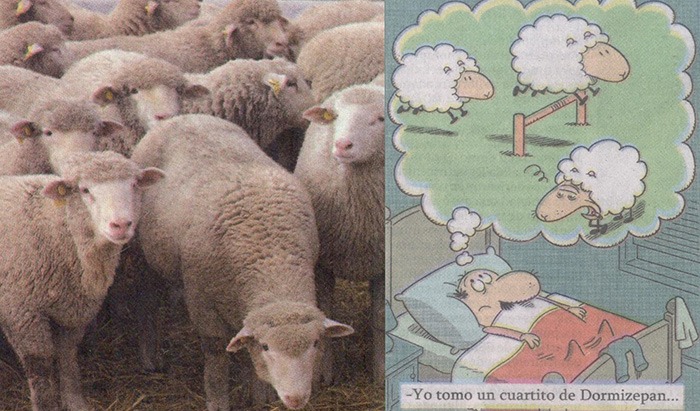 Contar Ovejas