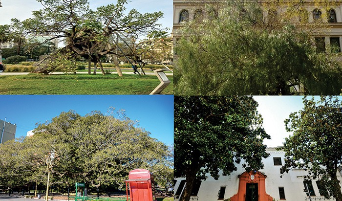 Los Árboles más Antiguos de Buenos Aires