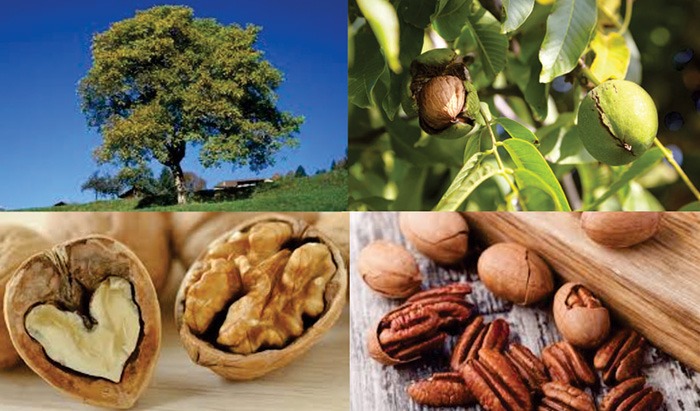 Sobre Nueces y Nogales