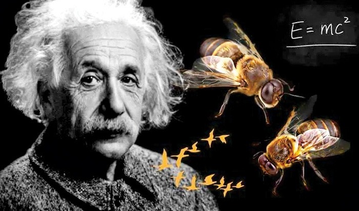 La Abeja y Yo