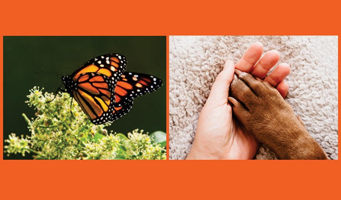 La Alimentación del Ser Humano Depende de los Animales